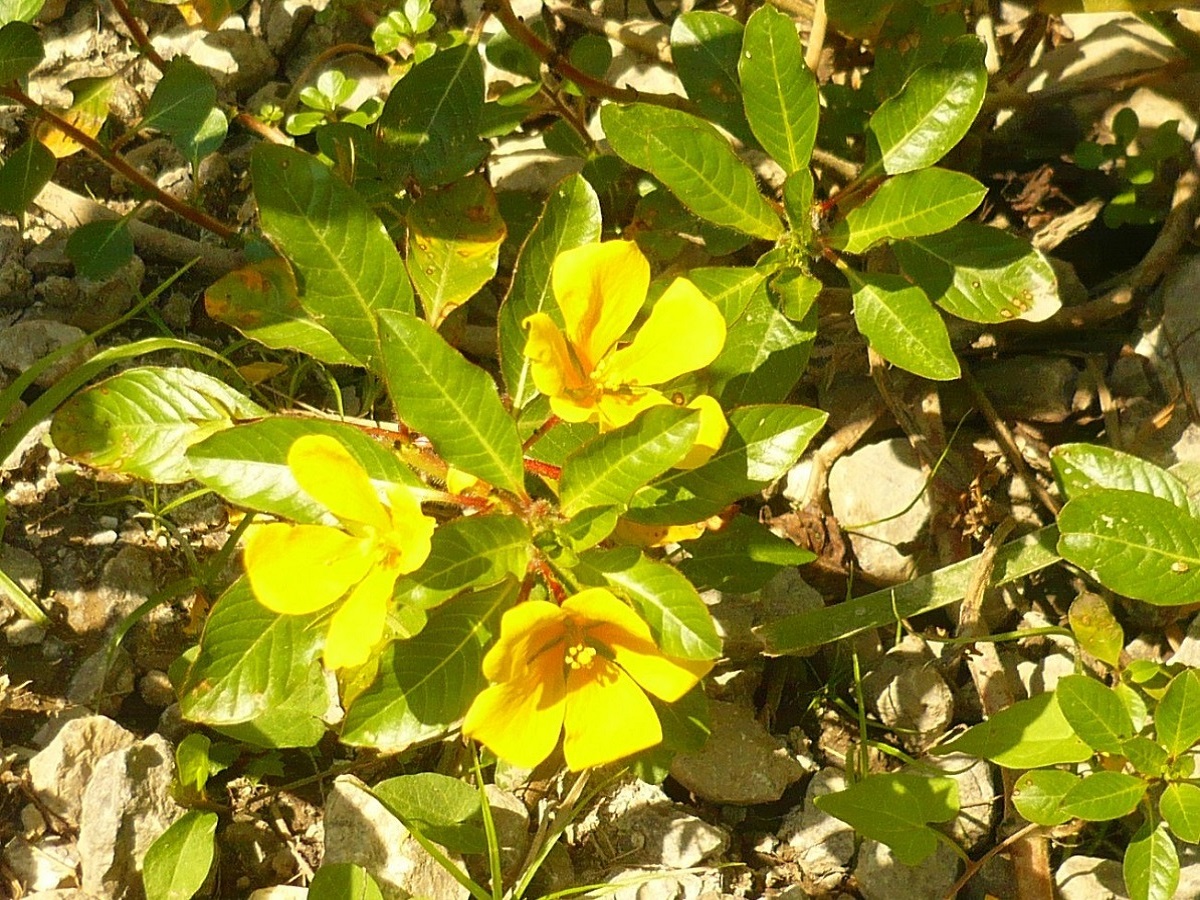 Ludwigia peploides subsp. montevidensis (Onagraceae)